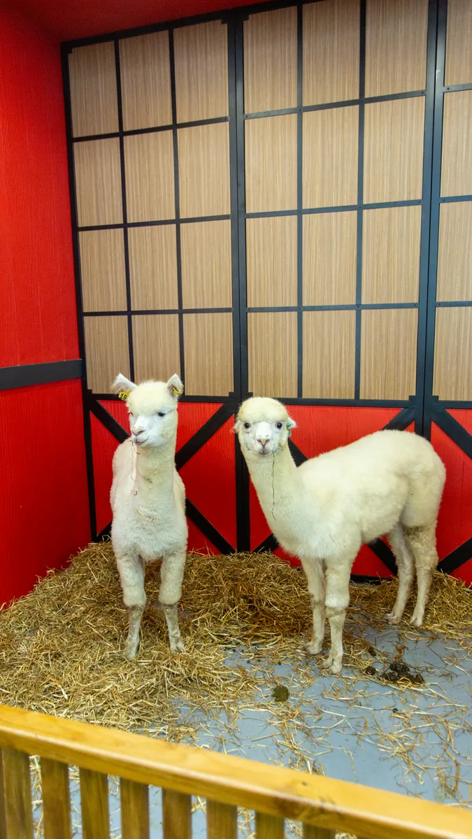 Foto aktivitas Animal Knitting di animal.inc