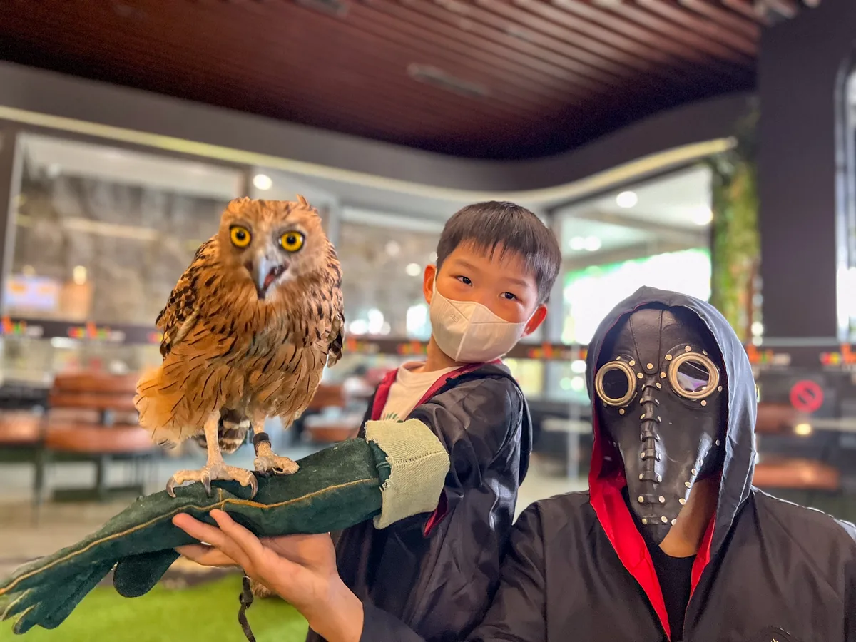 Foto aktivitas Fly To Me Owl di animal.inc